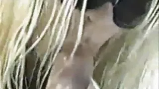 دو شرارتی ویڈیو بڑی چوستے ایک آدمی کے عضو تناسل کے لئے ایک الکسیس سکسی فیلم جوڑے